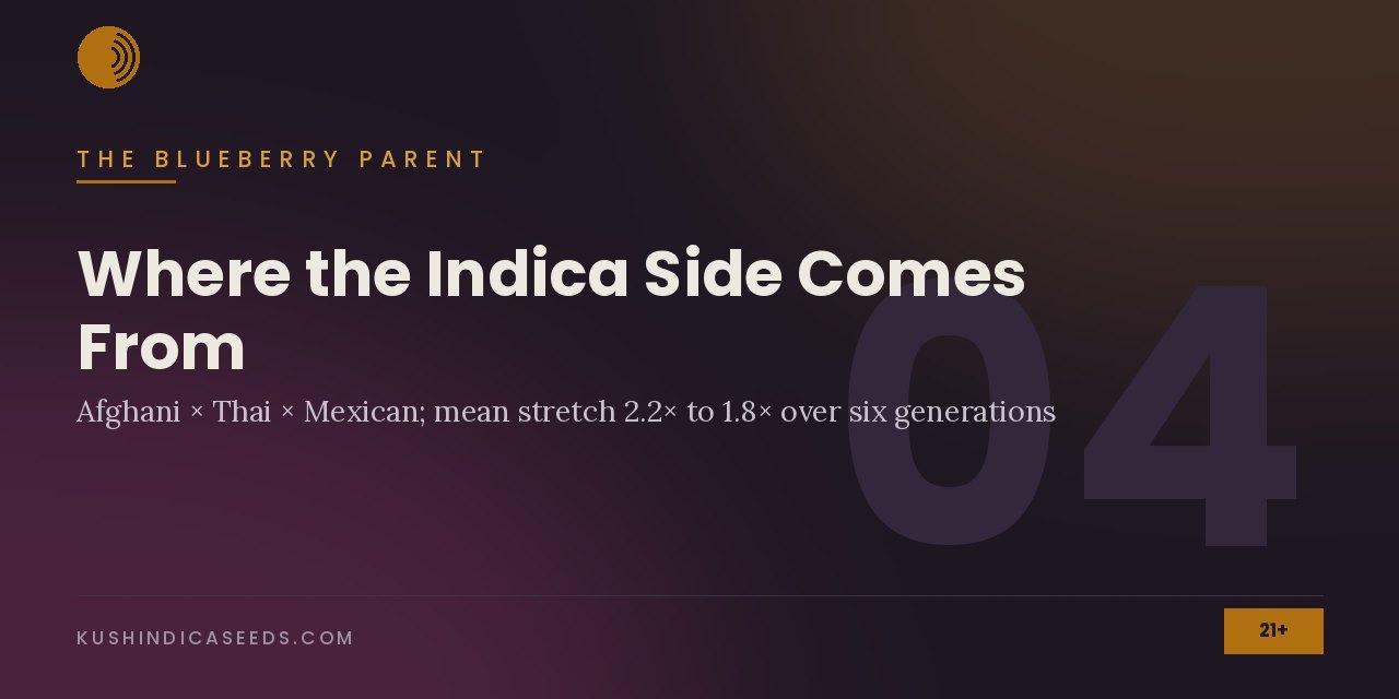Section banner noting Afghani, Thai and Mexican foundation lines and a mean stretch falling from 2.2 to 1.8 times over six generations