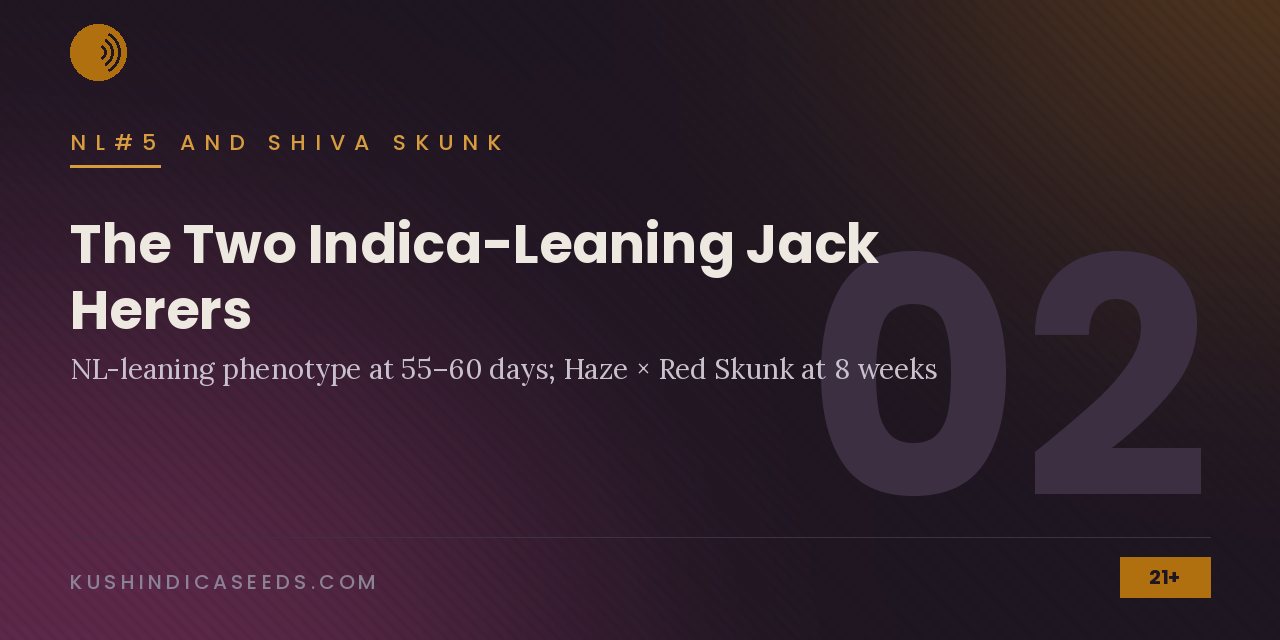 Section banner on the two indica-leaning Jack Herers: the Northern Lights-leaning phenotype at 55 to 60 days and the Haze times Red Skunk cross at eight weeks